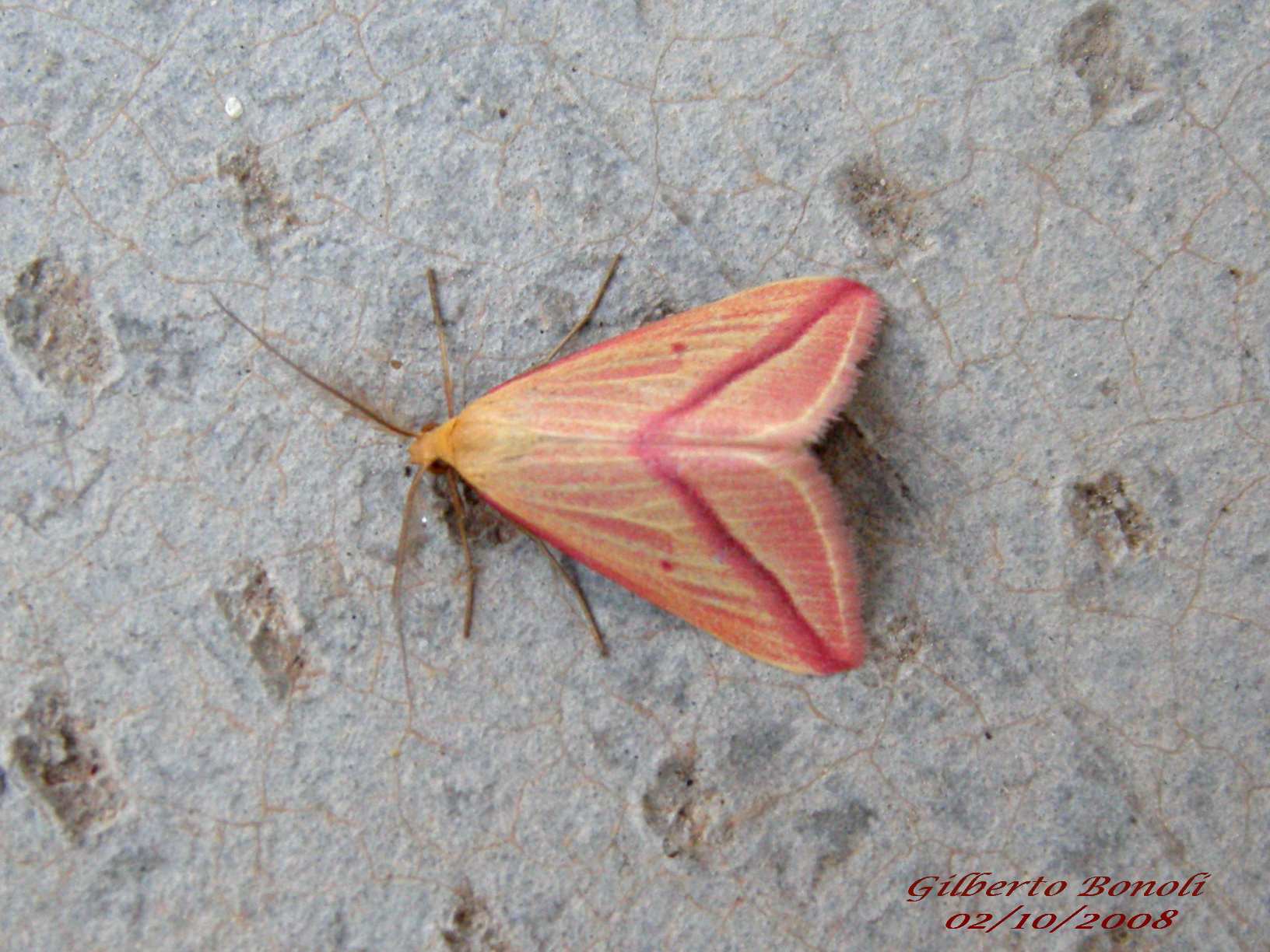 Solo Lorenzo pu riuscirci....Rhodostrophia sicanaria